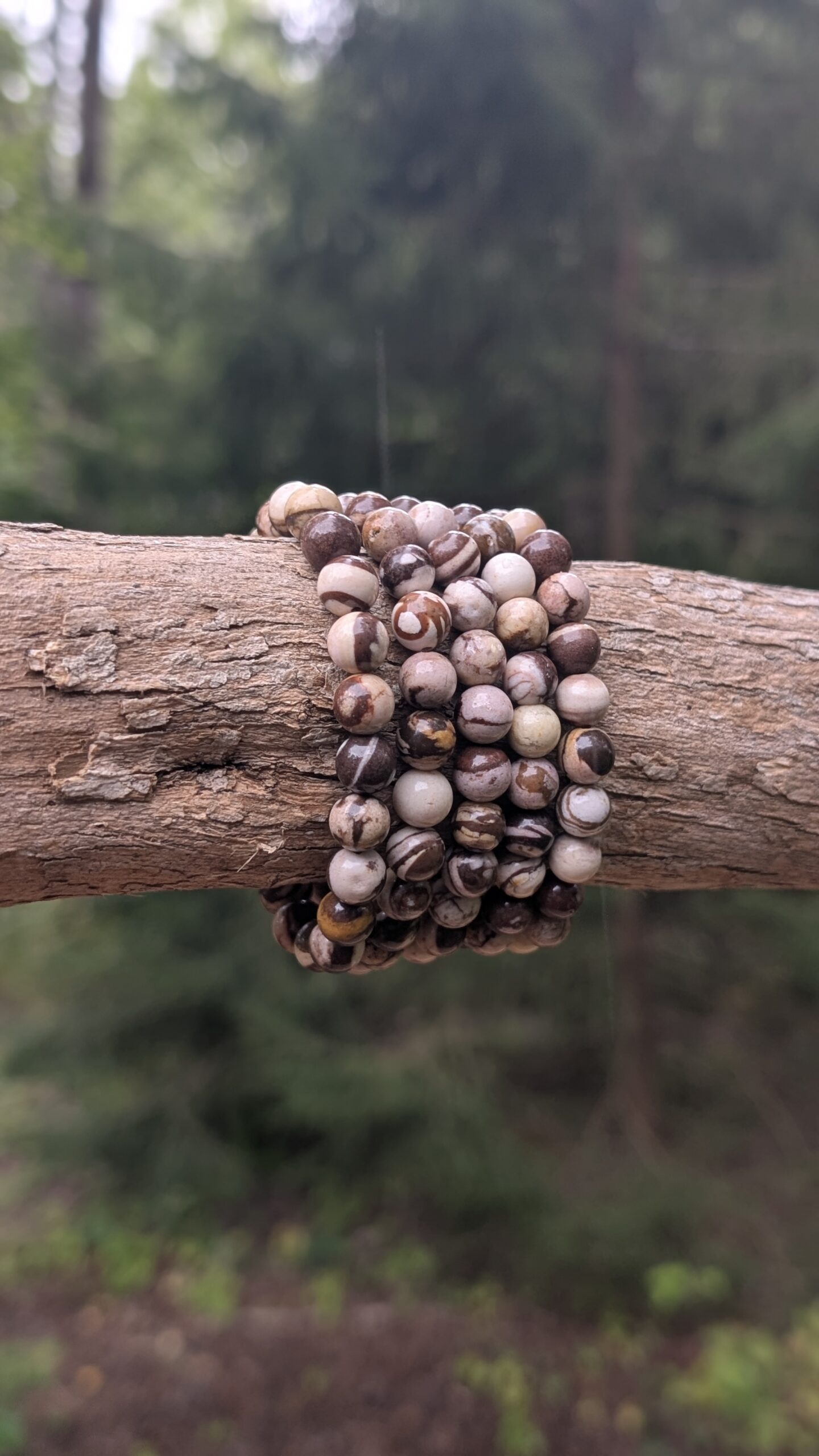 Rannekoru, Ruskea seeprajaspis